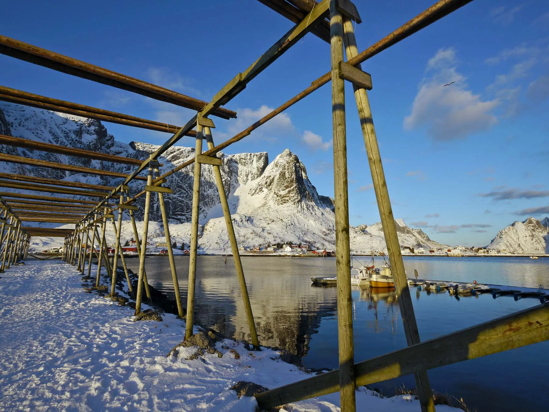 Stockfischgestelle vor verschneiten Bergen auf den Lofoten