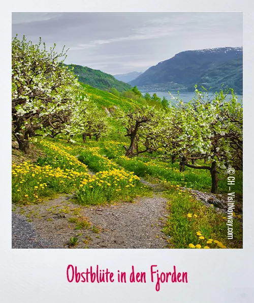 Obstblüte in den Fjorden